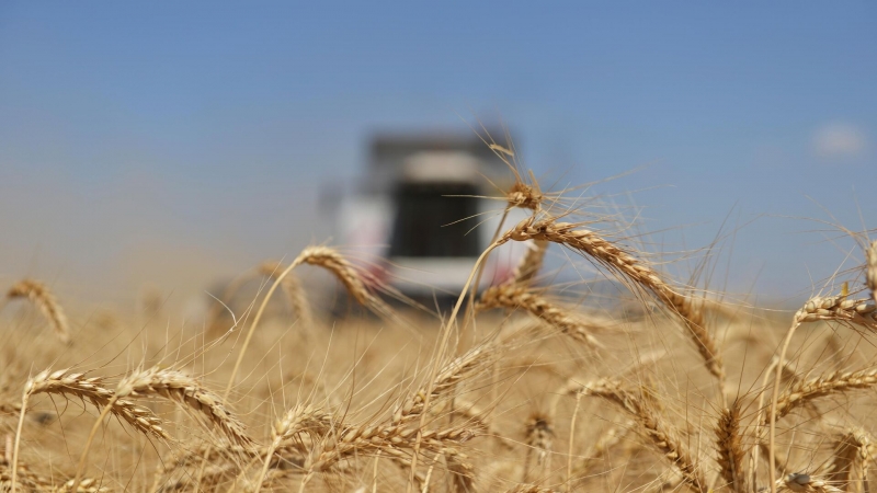 США призывают Россию активизировать сотрудничество по зерновой сделке