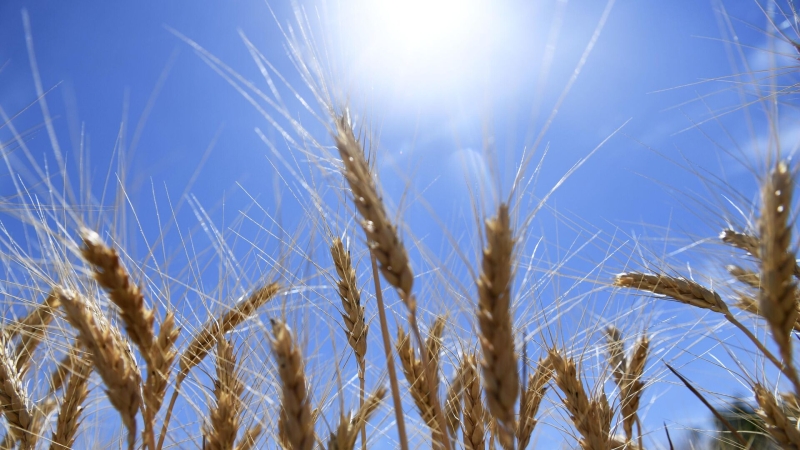 В МИД объяснили решение продлить зерновую сделку только на 60 дней