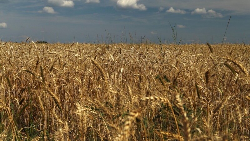России не дали ответа на предложение продлить зерновую сделку на 60 дней